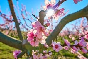 Peach blossoms